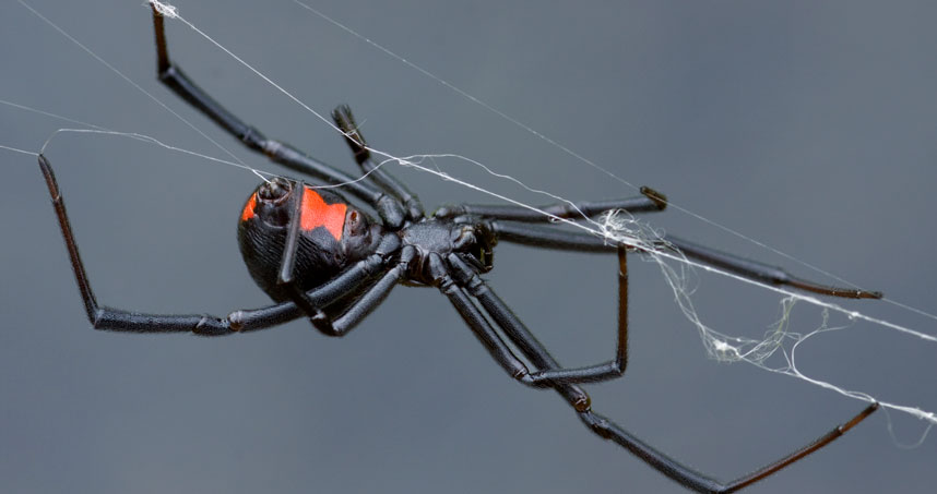 A black widow spider spins its steel-strength web. Credit: Getty Images