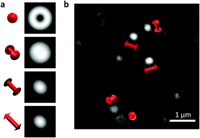 The researchers compared calculated images of single molecules in different orientations (left) with experimental ones (right) to determine the 3D alignment of the fluorescent molecules in a sample. 1 µm is one micrometer, about 1/100th the width of a human hair. Credit: NIST