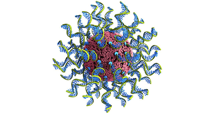 Reserachers are optimizing SNAs, ball-like forms of DNA and RNA arranged on the surface of a nanoparticle.
