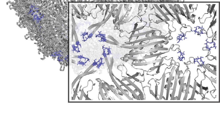 Researchers used a technique called SyMAPS to analyze multiple amino acid changes within the MS2 virus particle.