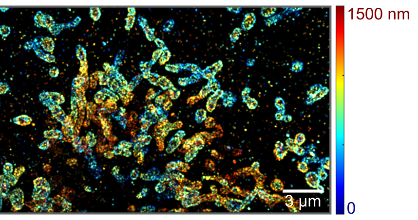 Reconstructed 3D sSMLM with pseudocolors corresponding to the z-axis positions of individual molecules.