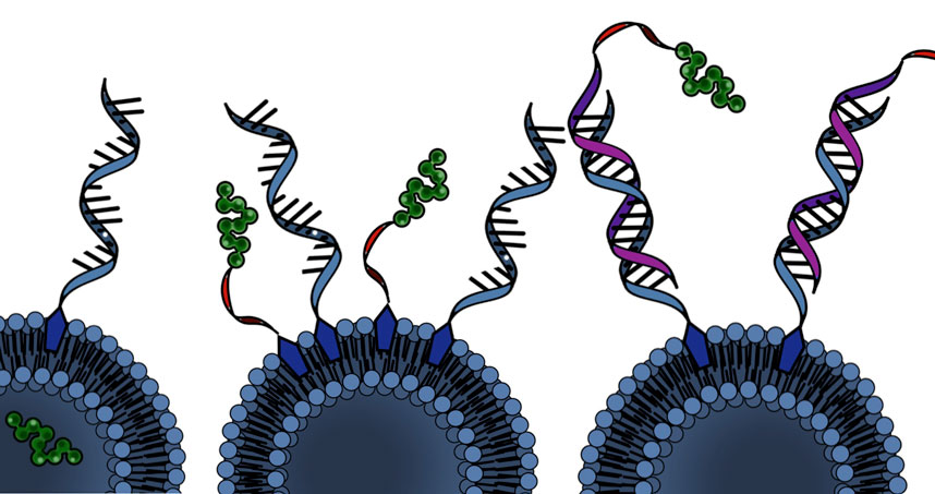 The study compared three SNA-based vaccines with the same components but different architectures.