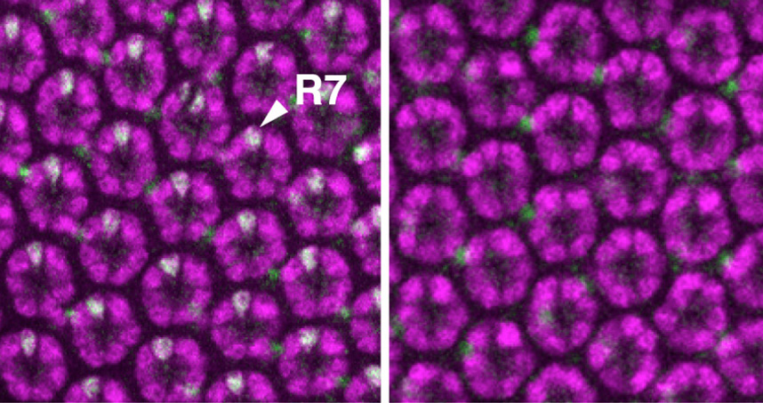 A common gene mutation damages R7 cells, which allow fruit flies to see ultraviolet light.