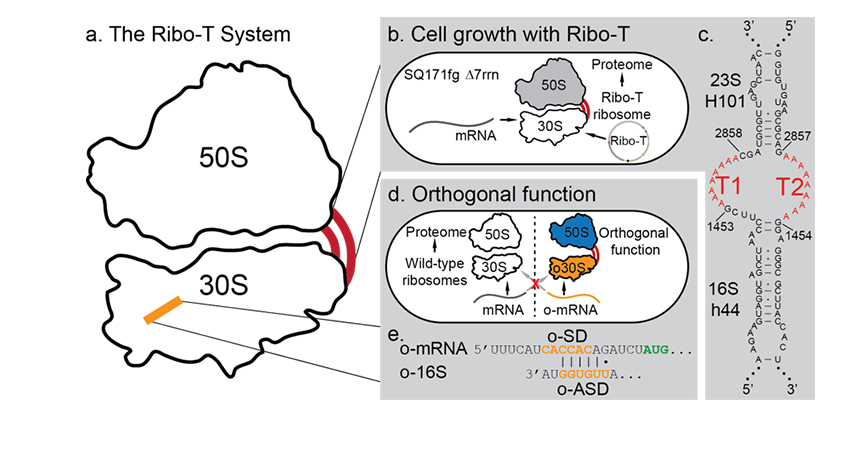 Figures showing Ribo-T system improvement strategies.