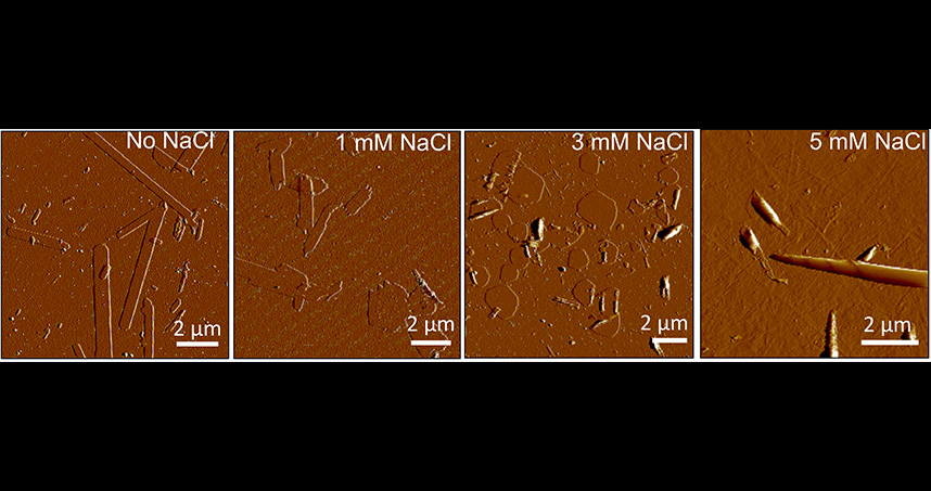 C16-K1 assembly images showing high aspect transformations to cochleate with increasing salt concentration.
