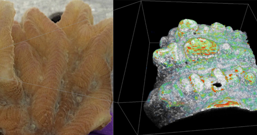 Photograph of live coral measured shown on left. 3D volumetric rendering of OCT scan volume shown on right.
