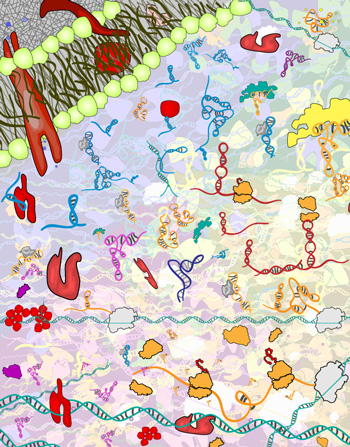 Using high-throughput next-generation sequencing technology, Professor Julius Lucks found similarities in the folding tendencies among a family of RNA molecules, called riboswitches.