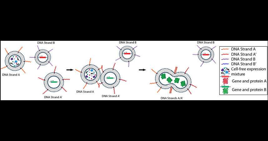 Complementary DNA tethers promote fusion of specific vesicles, allowing for the initiation of biological reactions.