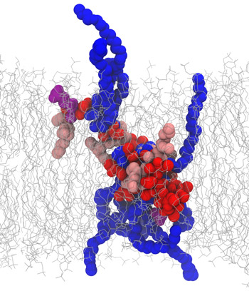 Amphiphilic random heteropolymers in a lipid membrane. The polar monomers are colored blue and purple, the nonpolar monomers are red and pink, and the lipids are gray.