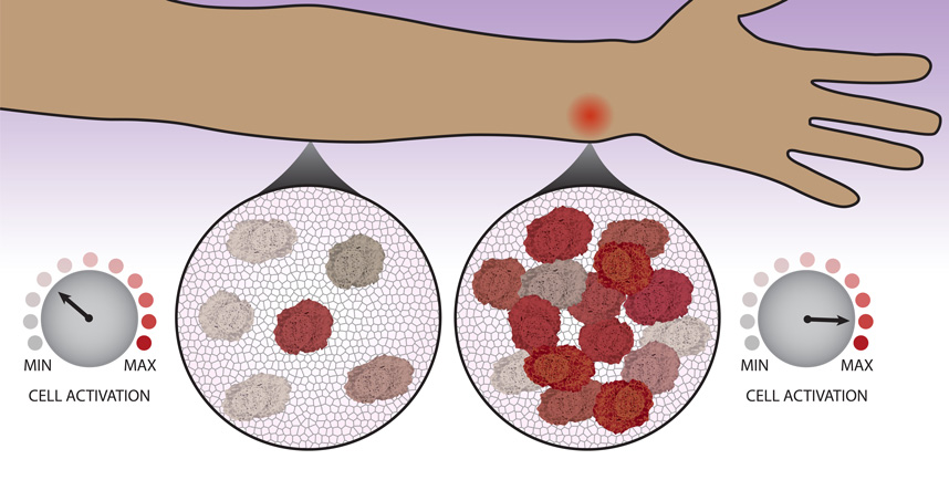 The number of immune cells that migrate to a location determines the immune system responds to a threat.