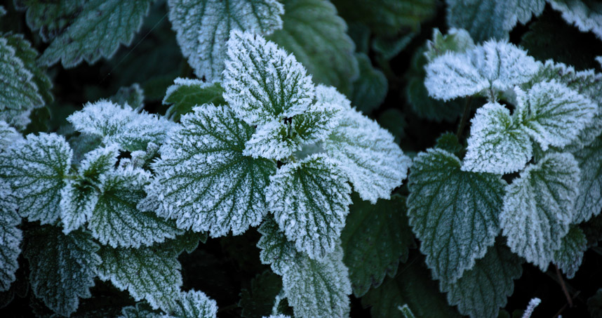 Frost forms on convex regions of mint leaves but not on their concave veins. Credit: Stephan Herb