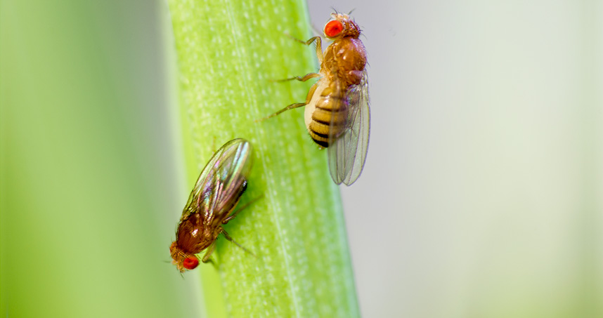 Northwestern researchers discovered the common mechanism regulating gene expression in fruit flies.
