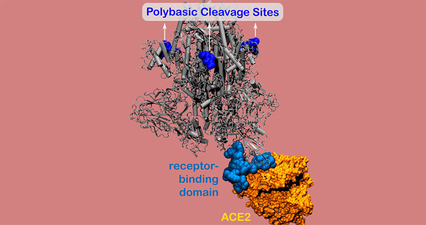 Computer model showing poly basic cleavage sites on the novel coronavirus' spike protein. 