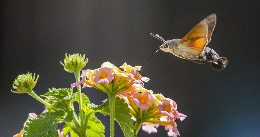 Photo of a hummingbird hawkmoth