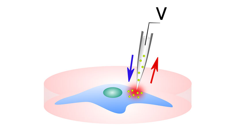 This schematic shows the NFP‐E engaged on a cell with voltage supply and resistance measurement systems.