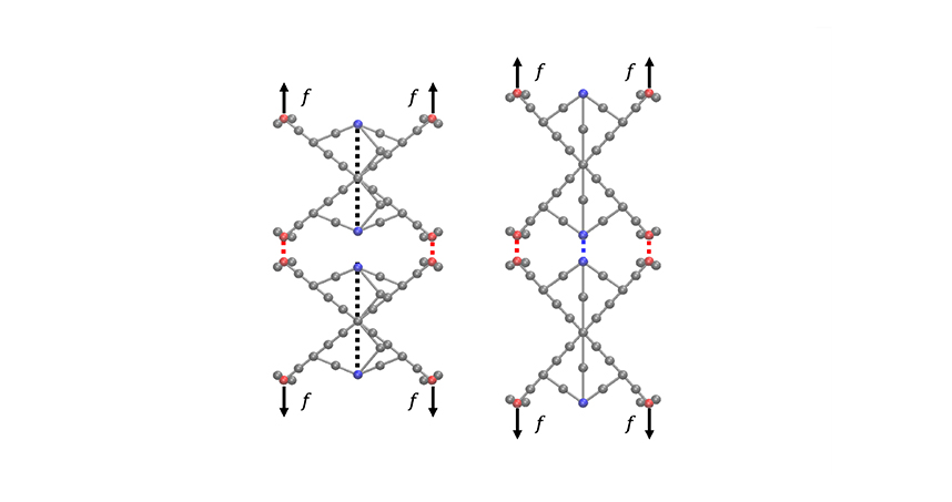 Catch bonds become much more difficult to separate under a large amount of force. 