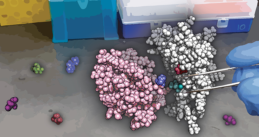 SPORT allows custom engineering of split proteins. Image: Anthony Meger