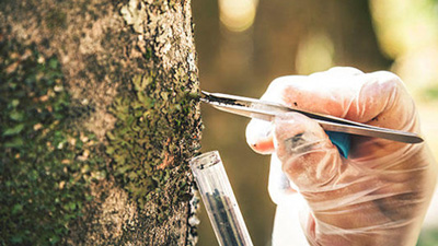 Taxol, the anti-cancer drug, is produced naturally in the bark of Pacific Yew trees, which take 80 years to grow. (Photo courtesy of National Cancer Institute)