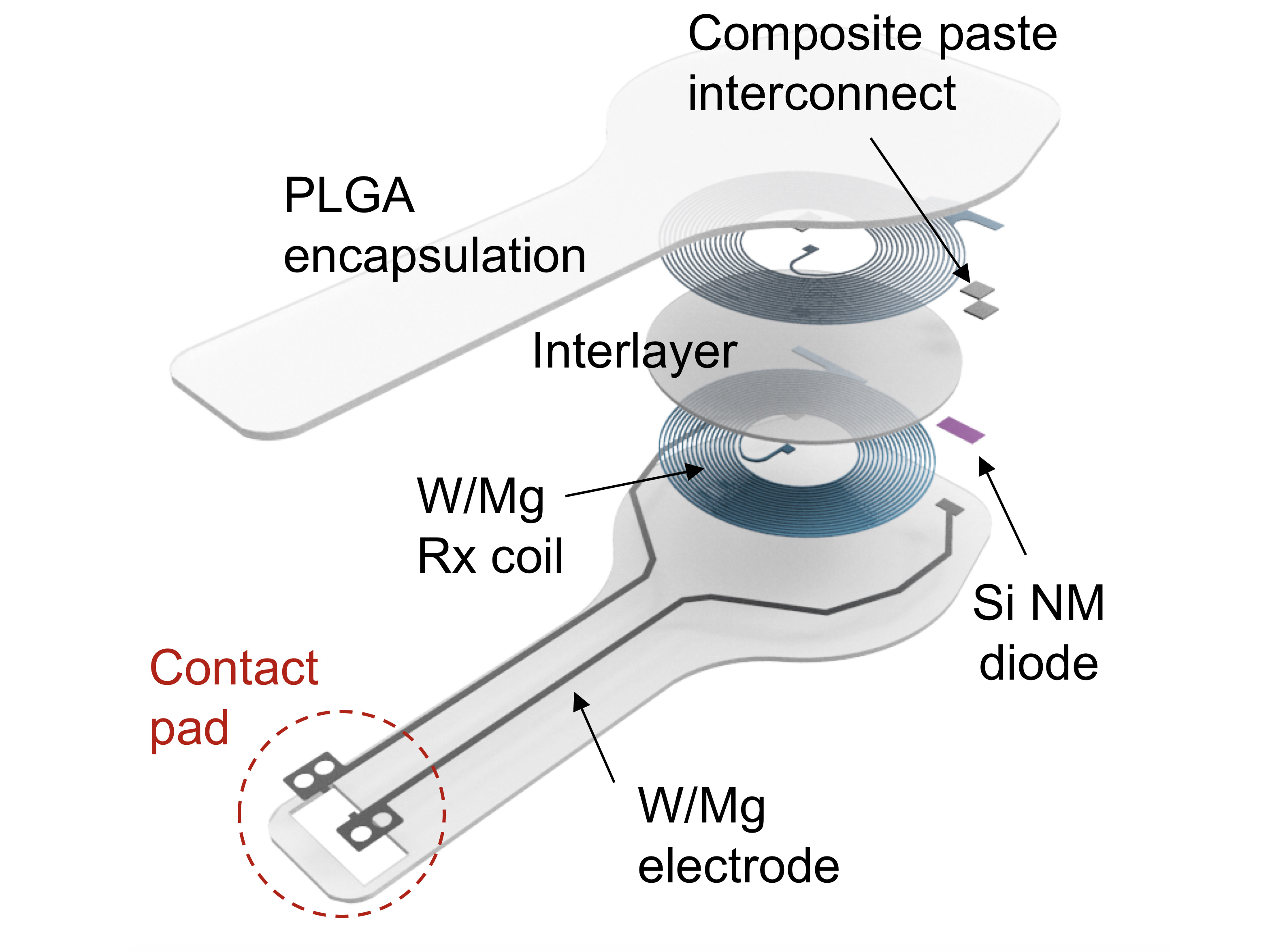 The fully implantable device is light and thin — 250 microns thick and weighing less than half a gram.