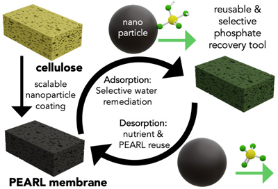 The PEARL membrane is a porous, sponge-like substrate that selectively sequesters up to 99 percent of phosphate ions from polluted water.
