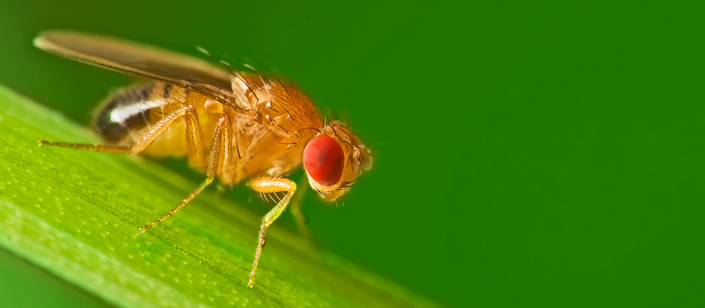 Fruit fly