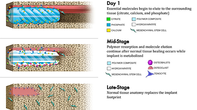 The Citregen reabsorption process is shown. Photo credit: Acuitive Technologies