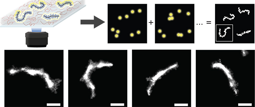 Using imaging, Wang and his colleagues could directly study the conformation and flexibility of the polymers in their materials. 