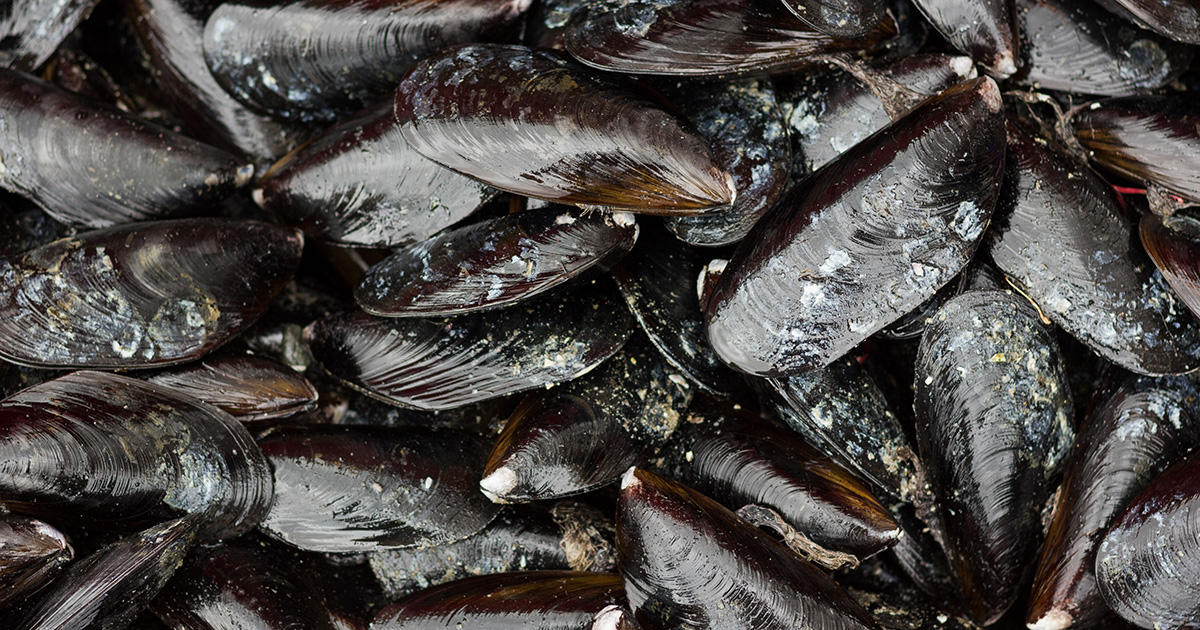 Mussels’ Underwater Glue Inspires Synthetic Cement News