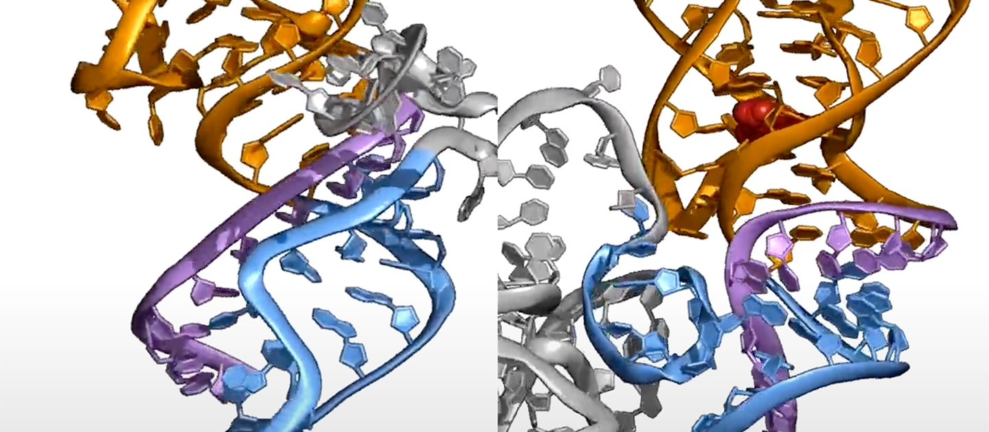 RNA