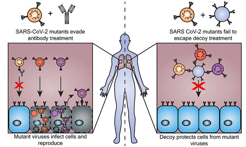 This schematic shows how the decoy nanoparticles operate.