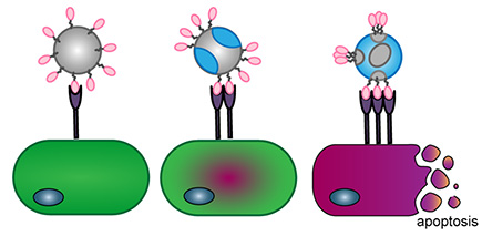 This schematic depicts the process that leverages lipids’ natural ability to separate to create spatially organized regions of protein presentation.