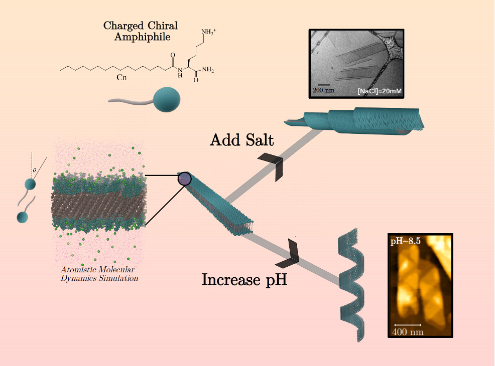 Electrostatic interactions direct chiral shape selection. When the intermolecular electrostatic interactions of crystalline, tilted, interdigitated, chiral membranes are screened with added salt and are short-ranged, scrolls are observed. In contrast, helical ribbons are observed when degree of ionization is low, but electrostatic interactions are long-ranged.