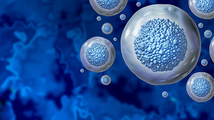 Stem cell