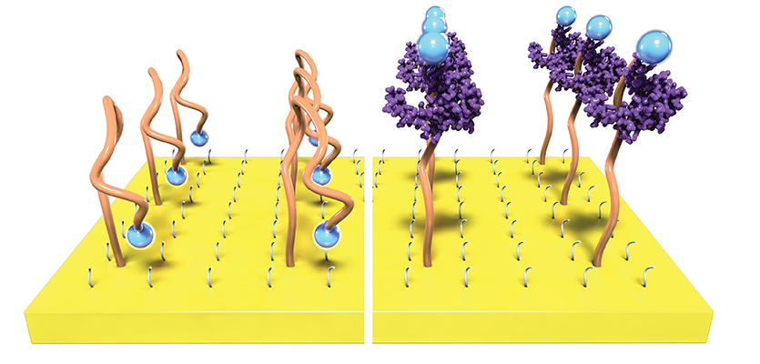 Single strands of engineered DNA, called aptamers, bind to a target and then fold to trigger an electrochemical signal.