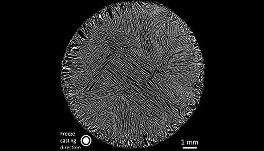 Freeze-cast foam viewed from the top