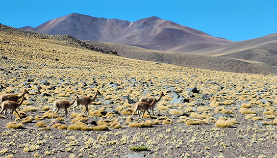 Atacama Desert region