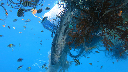Marine animals entangled in a ghost net within the Maldives.
