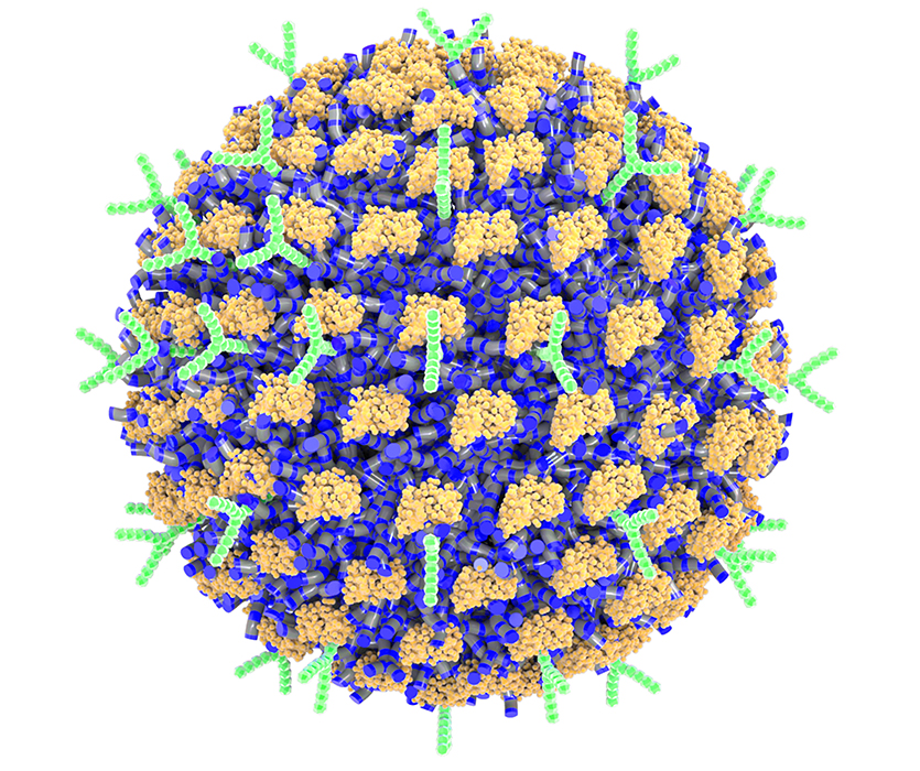 A schematic illustration of the nanoparticle decorated with antibodies.