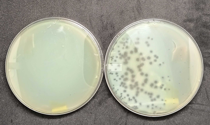 The dish on the left shows an unsuccessful phage reboot. No phages are present, so the bacteria Pseudomonas aeruginosa (one of the five most deadly human pathogens) experience unimpeded growth. The dish on the right, however, shows bacteria infected with the phage.