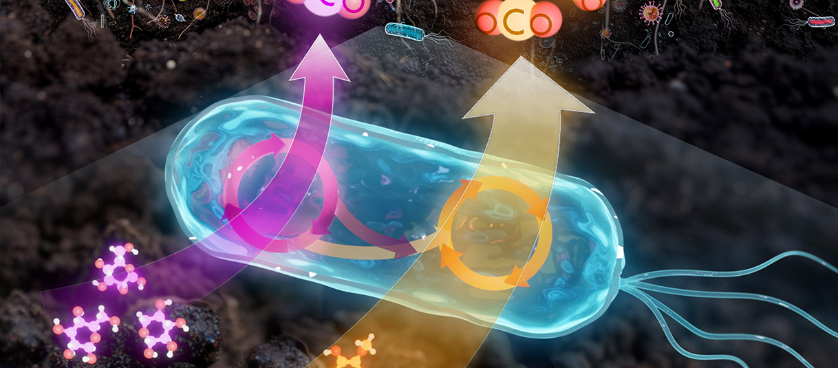 From Soil Bacteria Integrating Innovation Northwestern Medicine From Soil Bacteria to Synthetic Peptides