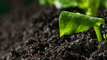 Soil