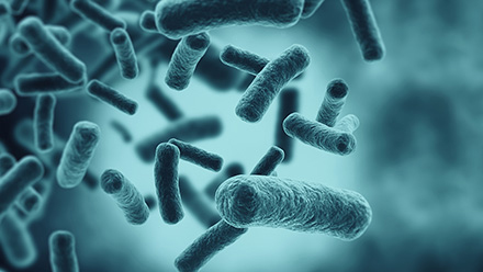 Bacteria