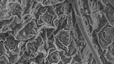 This is a scanning electron microscope image of black tea leaves, magnified by 500 times. Black tea, which is wilted and fully oxidized, exhibits a wrinkled and surface, potentially increasing the available surface area for adsorption.