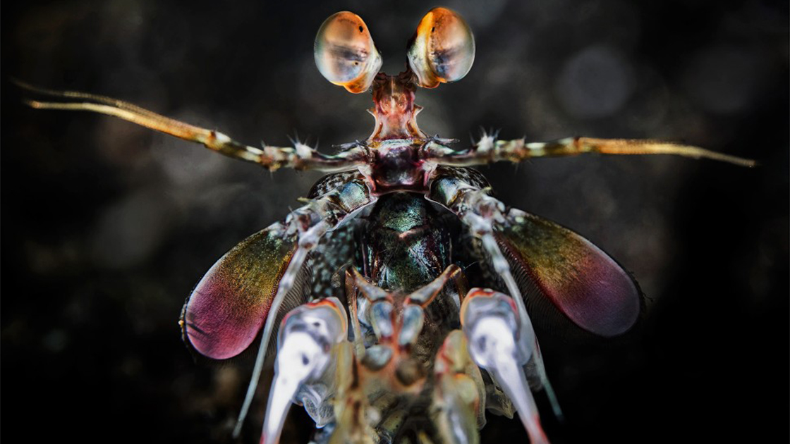 Mantis shrimp