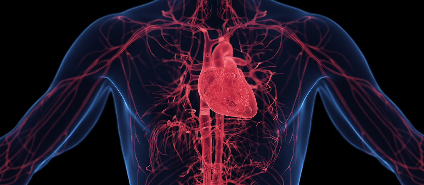 Respiratory system
