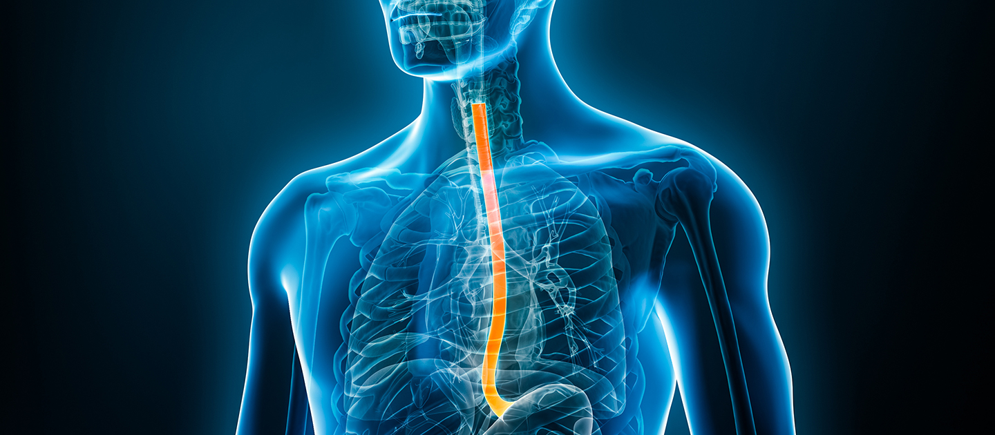 Esophagus