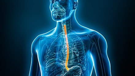 Esophagus