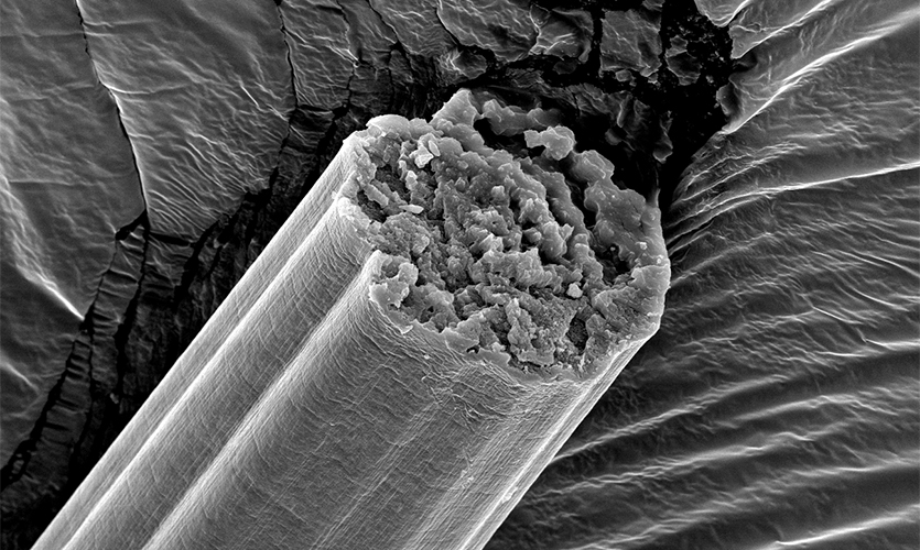 This is an electron microscopy image of fibers from engineered spider silk. | Washington University in St. Louis