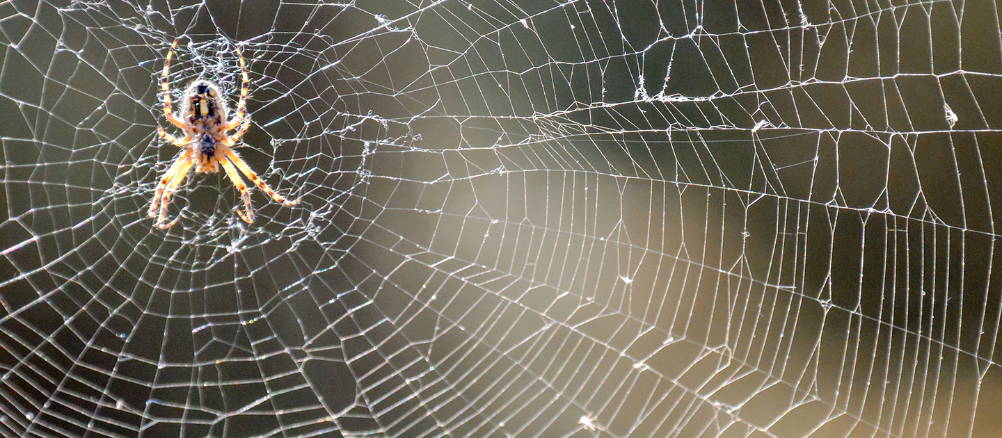 Spider