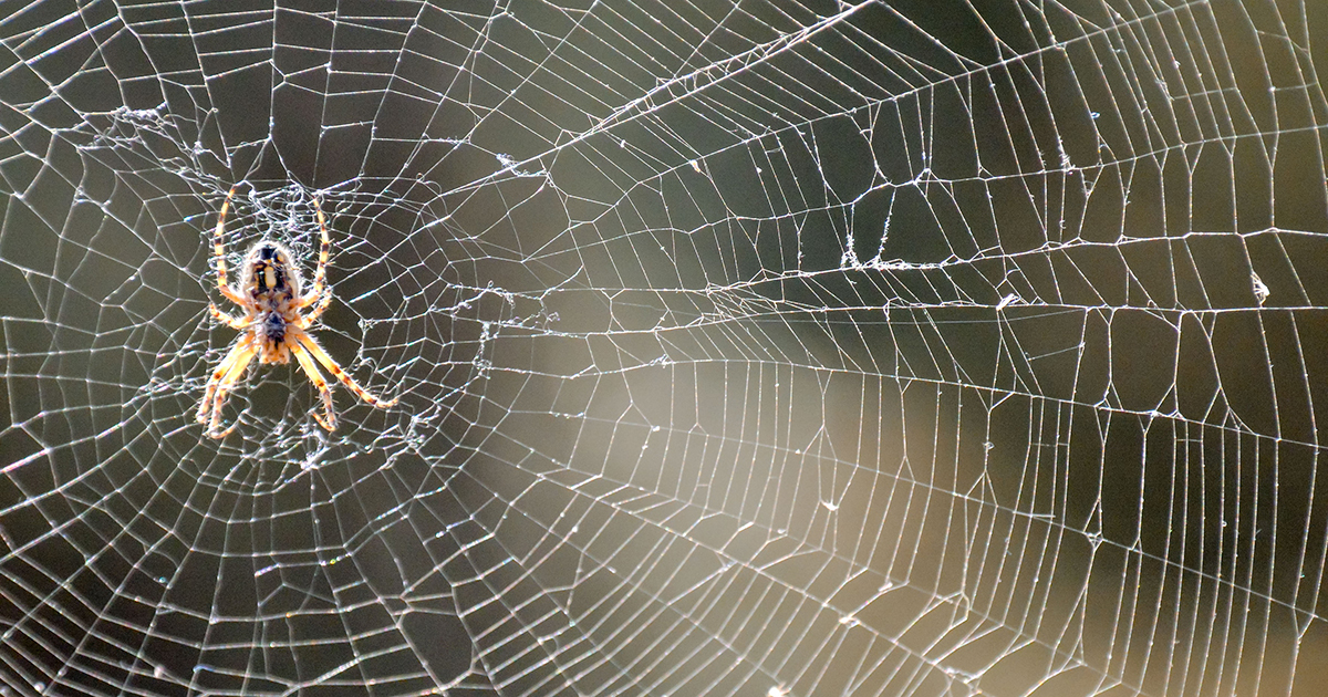 Spider Strand Stretching Spider Silk Makes It Stronger | News | Northwestern Engineering